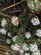 Image of Pimelea prostrata subsp. ventosa C. J. Burrows