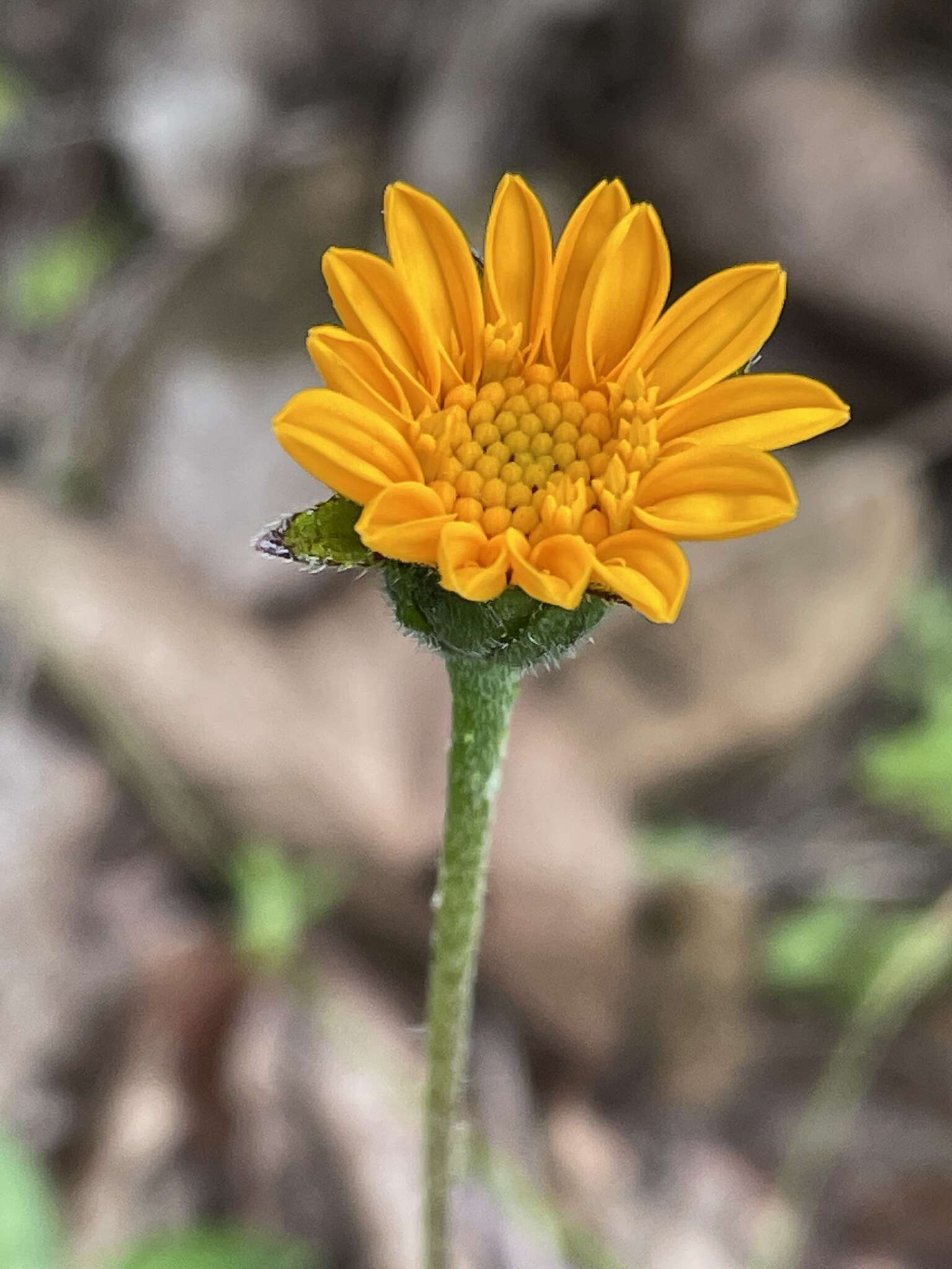 Lasianthaea palmeri (Greenm.) K. M. Becker的圖片