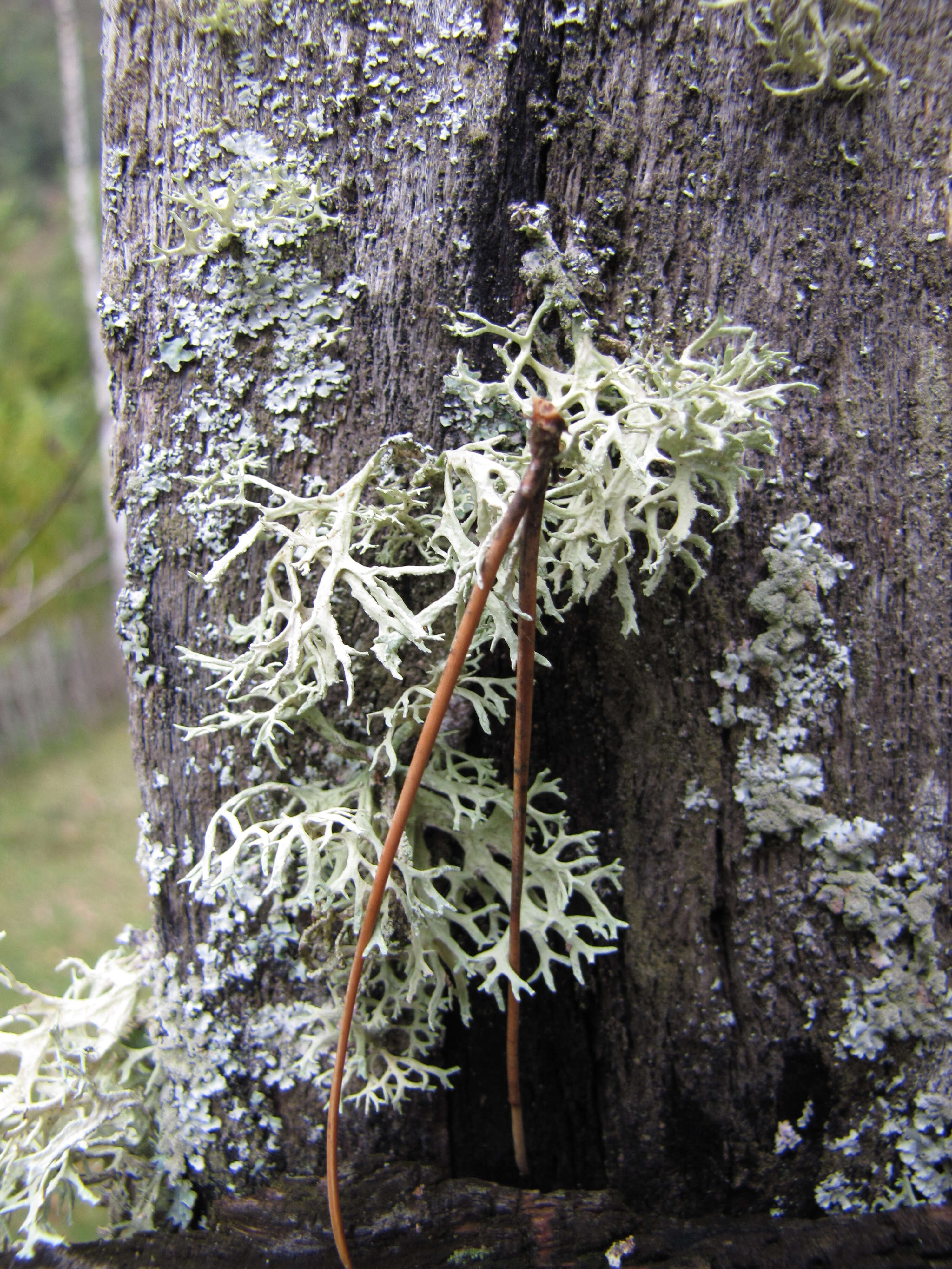 Image of ring lichen