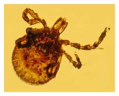 Image of Amblyomma Koch 1844