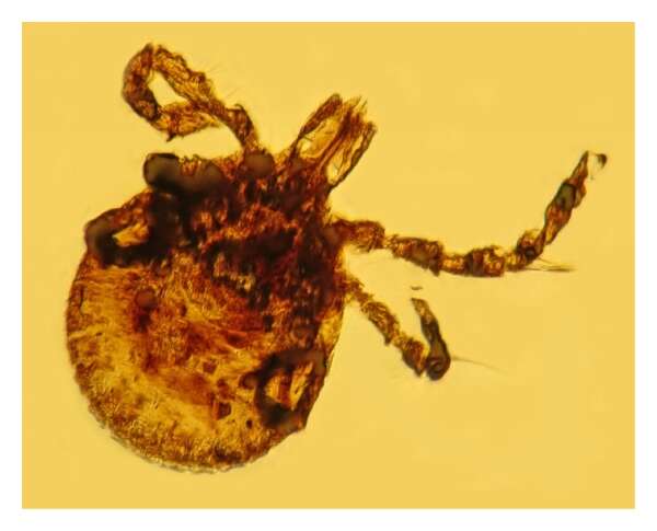 Image of Amblyomma Koch 1844