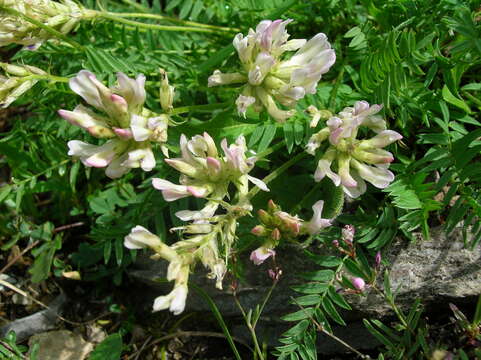 Plancia ëd Oxytropis campestris subsp. tyroliensis (Fritsch) Leins & Merxm.