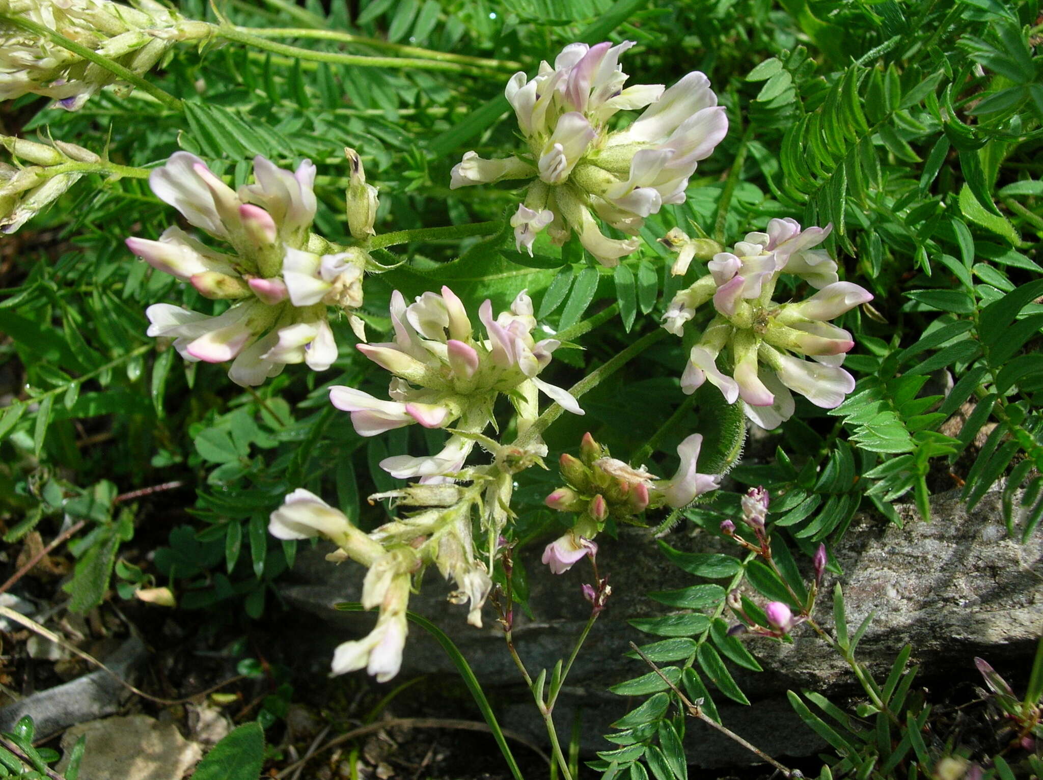 Plancia ëd Oxytropis campestris subsp. tyroliensis (Fritsch) Leins & Merxm.