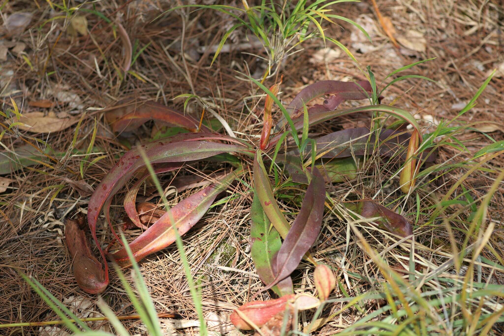 Image of Nepenthes smilesii Hemsl.