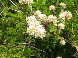 Image of hairy joyweed