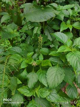 Image de Ocimum kilimandscharicum Gürke