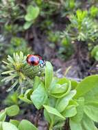 Image of Mountain Lady Beetle