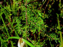 Image of Redhill Heath