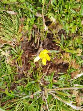 Image of Ranunculus gracilipes Hook. fil.