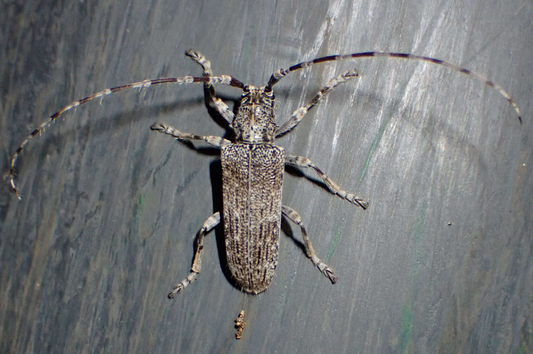 Image of Deroplia albida (Brullé 1839)