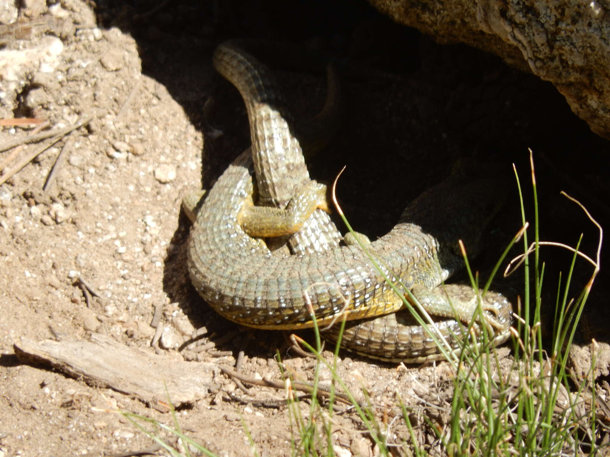 صورة Elgaria coerulea palmeri (Stejneger 1893)