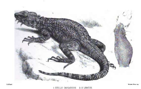 Image of Paralaudakia caucasia (Eichwald 1831)