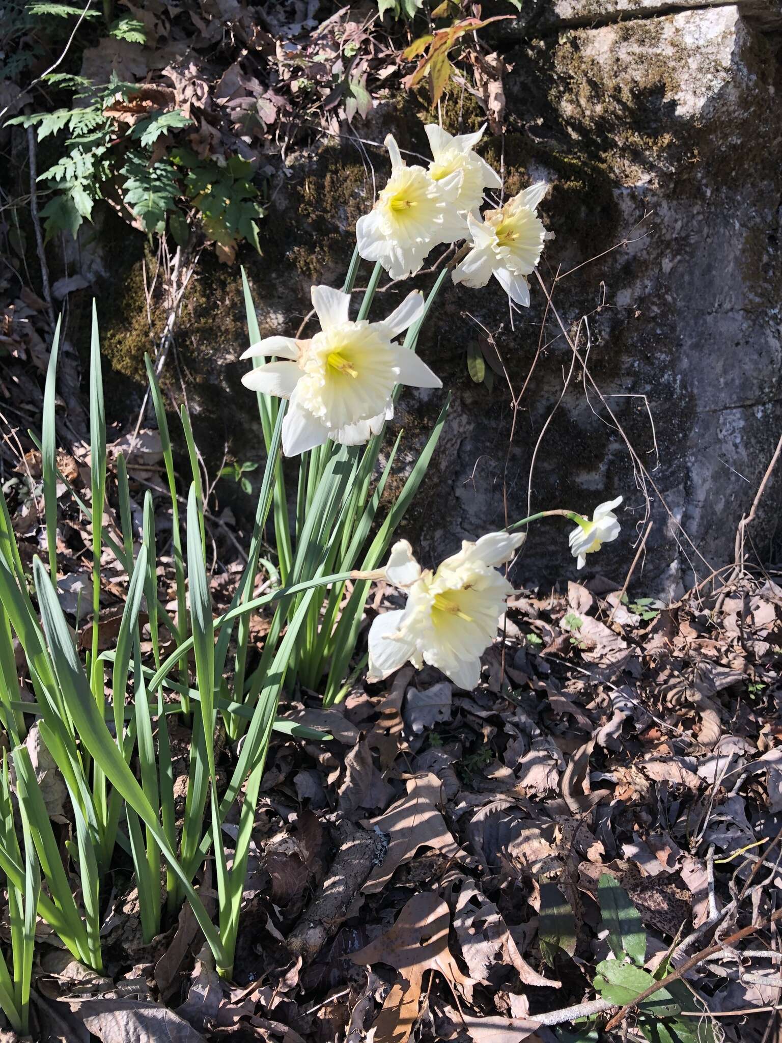 Narcissus incomparabilis Mill. resmi