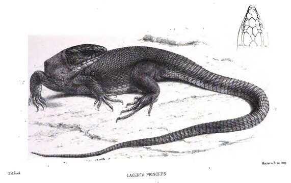 Image of Siirt Lizard