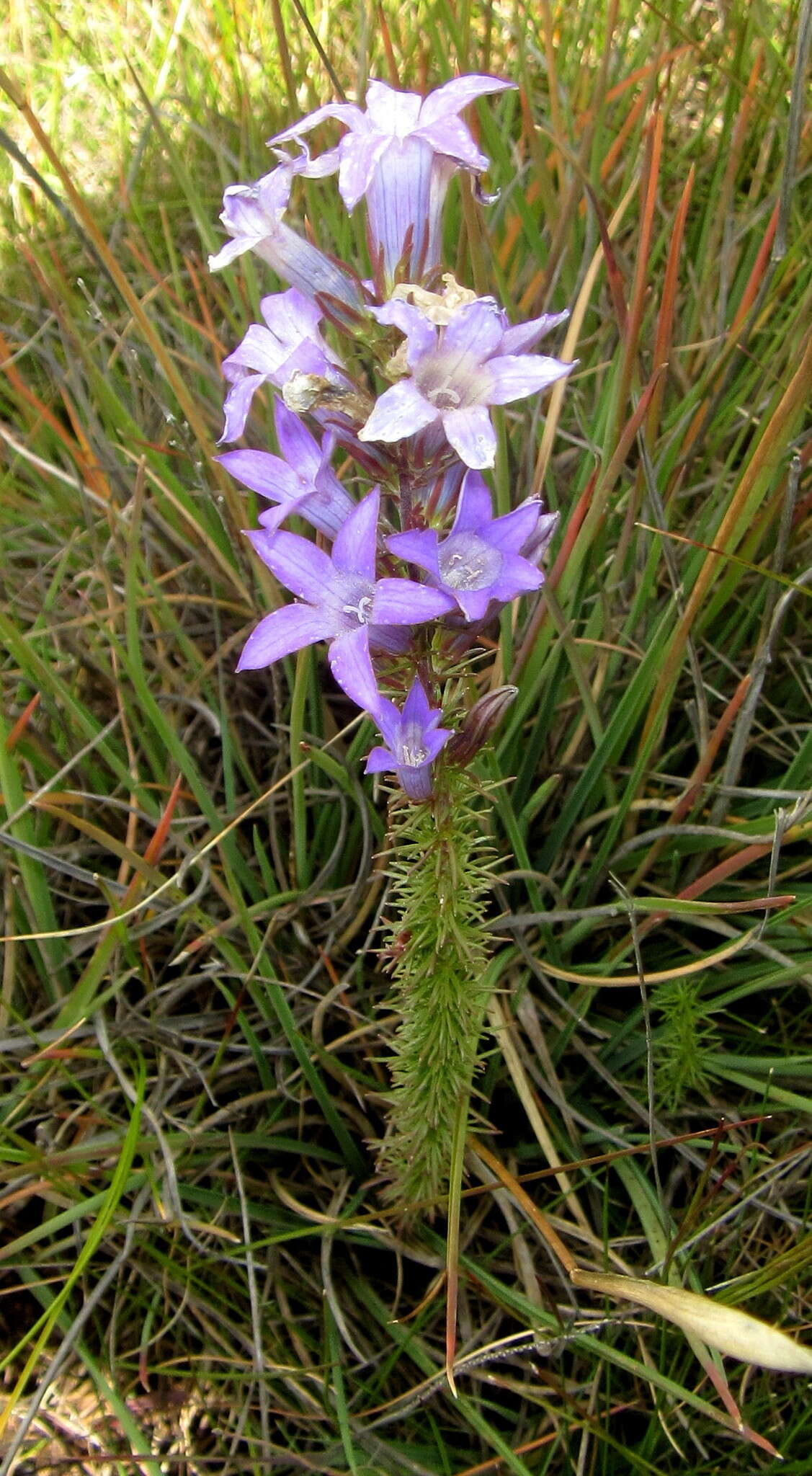 Plancia ëd Wahlenbergia fasciculata Brehmer