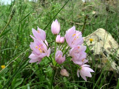 Image of Allium roseum L.