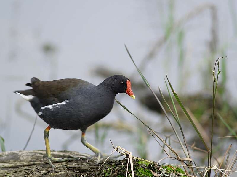 Image of Common Moorhen