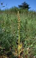 Image of Man orchid