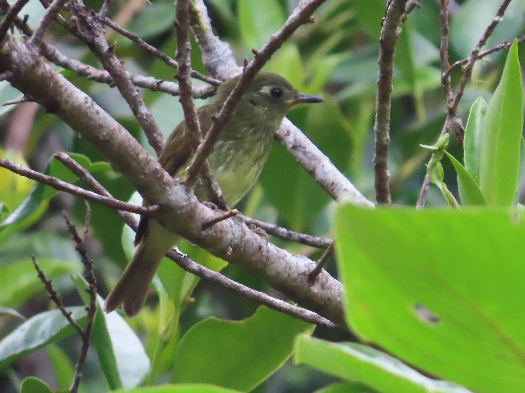 Image of Olive-striped Flycatcher