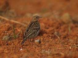 Image of Red-throated Pipit