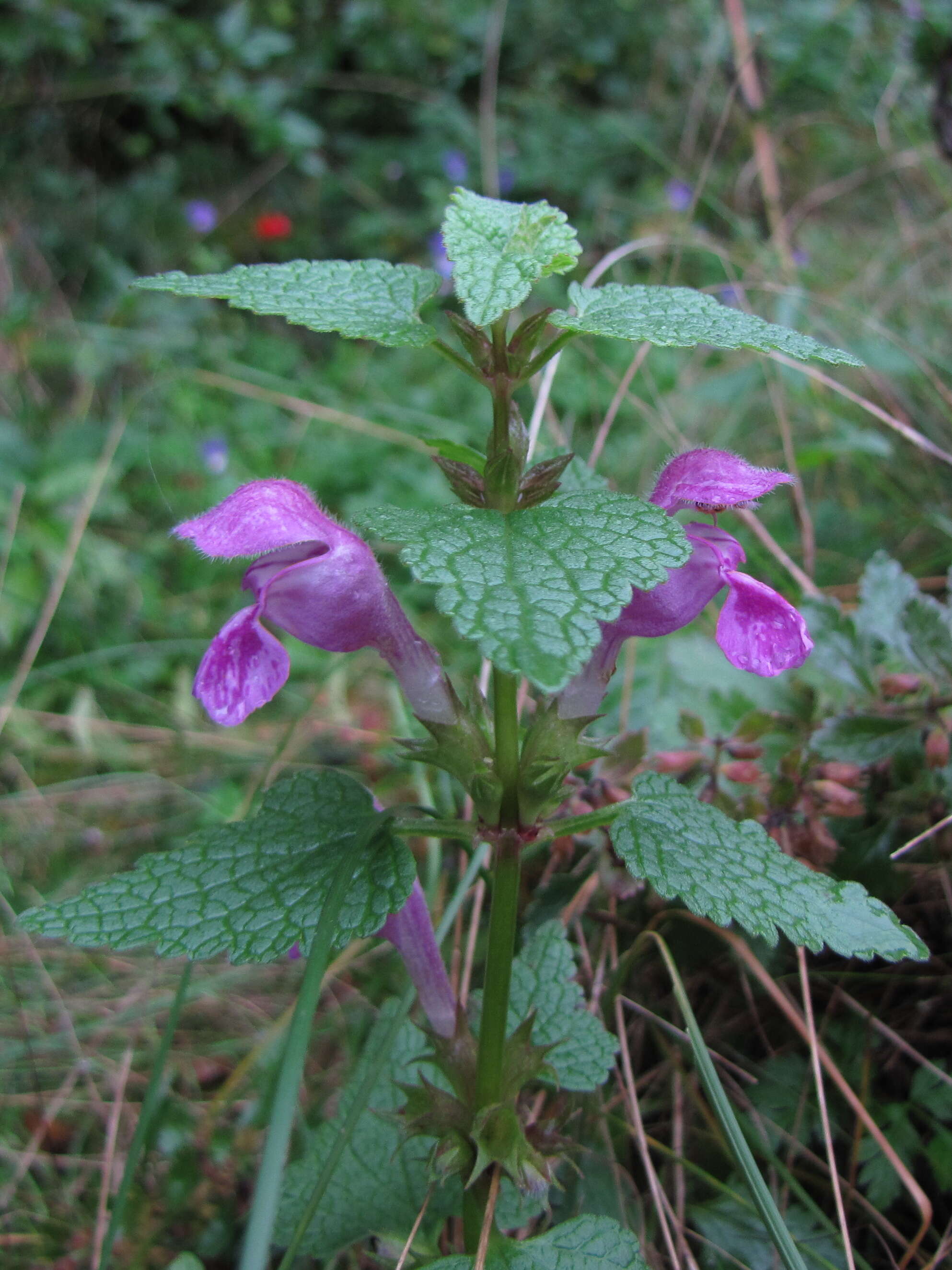 Image of spotted dead-nettle