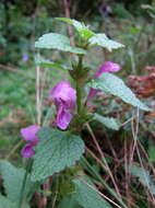 Image of spotted dead-nettle