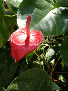 Anthurium andraeanum Linden ex André resmi