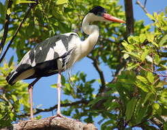 Image of Cocoi Heron