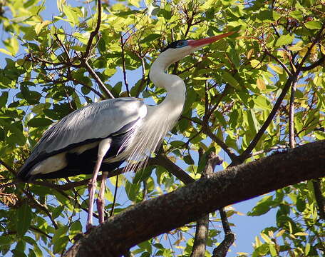 Image of Cocoi Heron