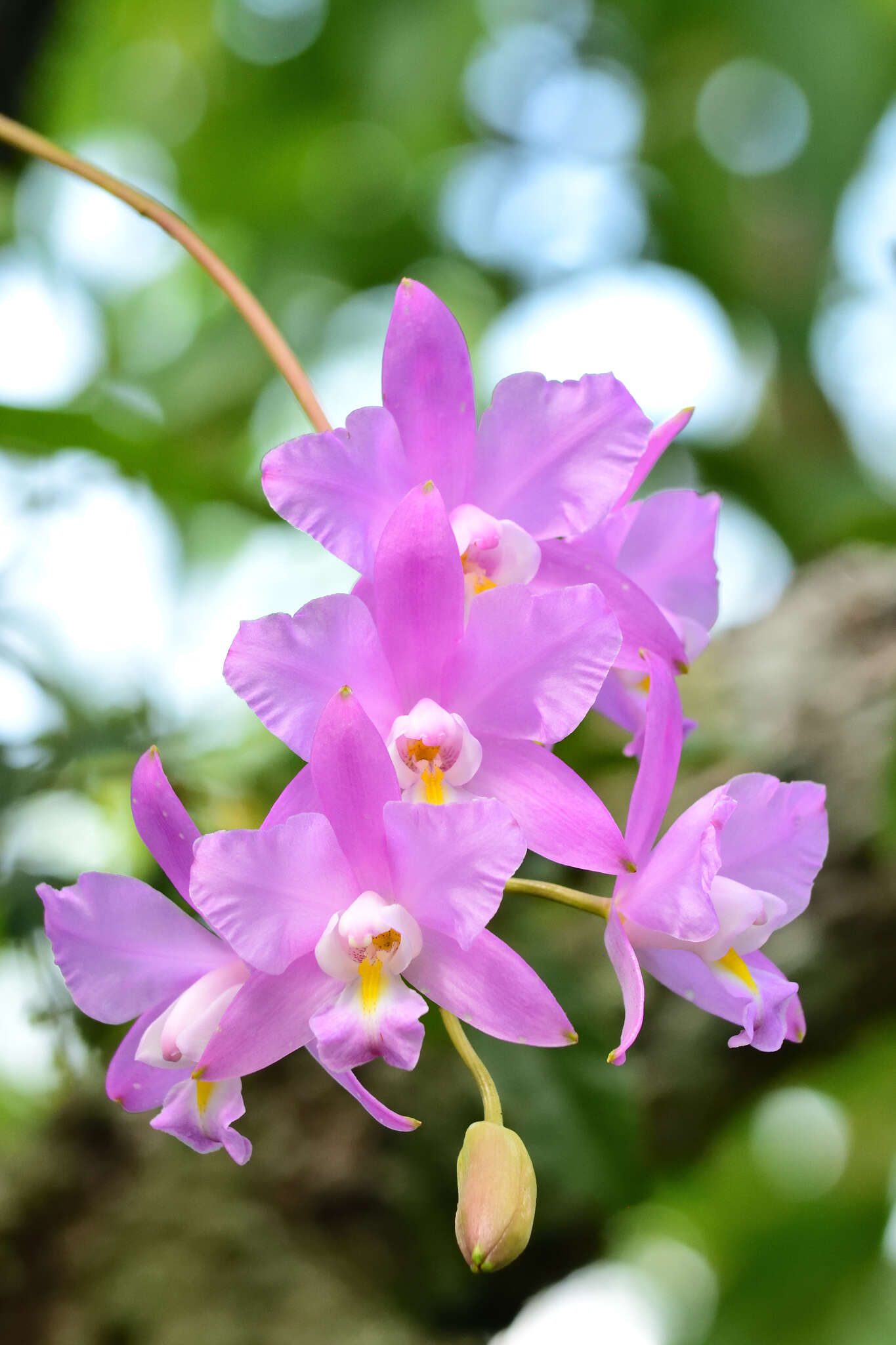 Image of Laelia eyermaniana Rchb. fil.