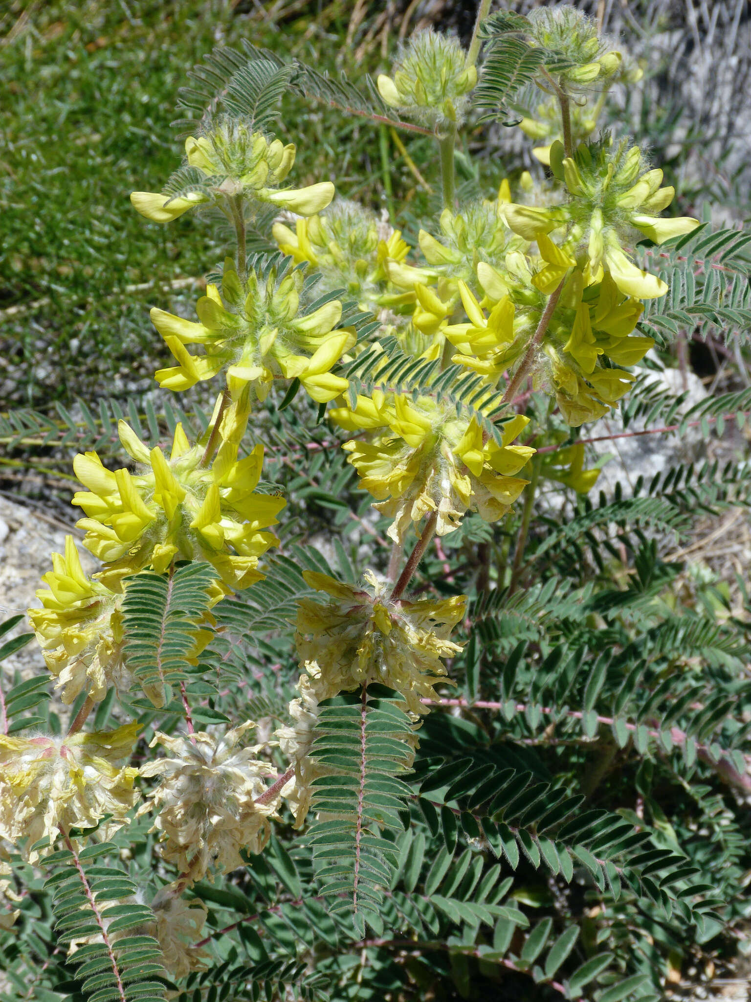 Image of Astragalus alopecuroides L.