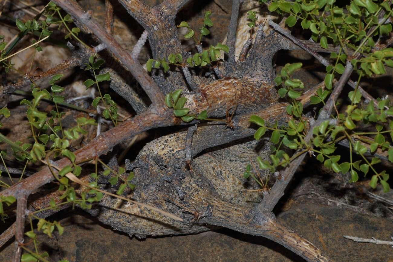 Plancia ëd Commiphora saxicola Engl.