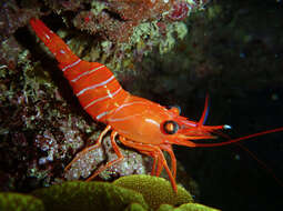 Image of Reef shrimp