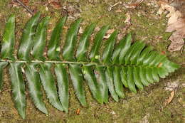 Image de Taphrina polystichi Mix 1938