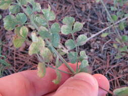 Imagem de Pimpinella villosa Schousboe