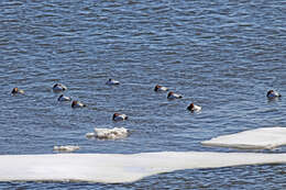 Image of Canvasback