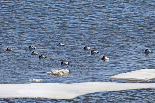 Image of Canvasback