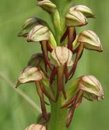 Image of Man orchid