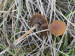 Image of Psathyrella panaeoloides (Maire) Arnolds 1982