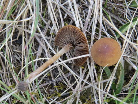 Plancia ëd Psathyrella panaeoloides (Maire) Arnolds 1982