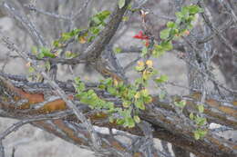 Imagem de Fouquieria diguetii (van Tiegh.) I. M. Johnston