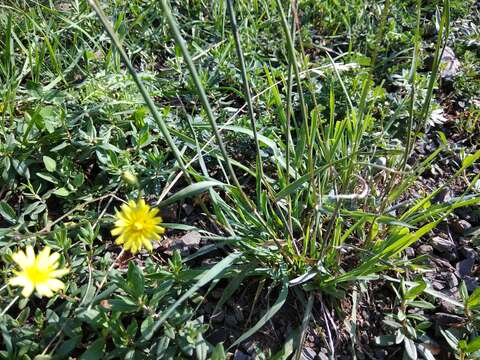 Phleum paniculatum Huds.的圖片