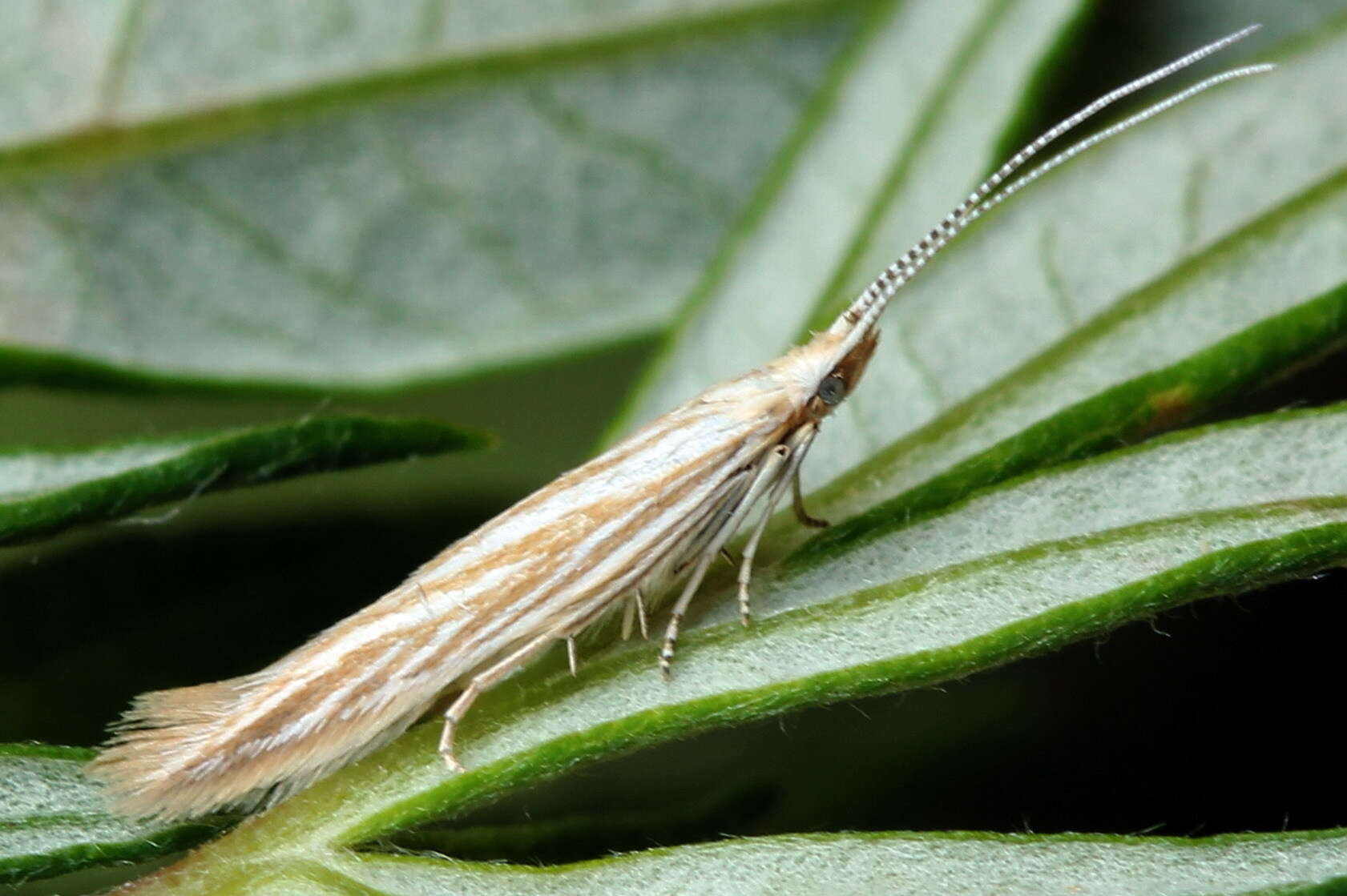 Imagem de Coleophora trochilella Duponchel 1842