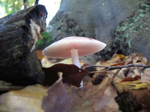 Image of Mycena rosea Gramberg 1912