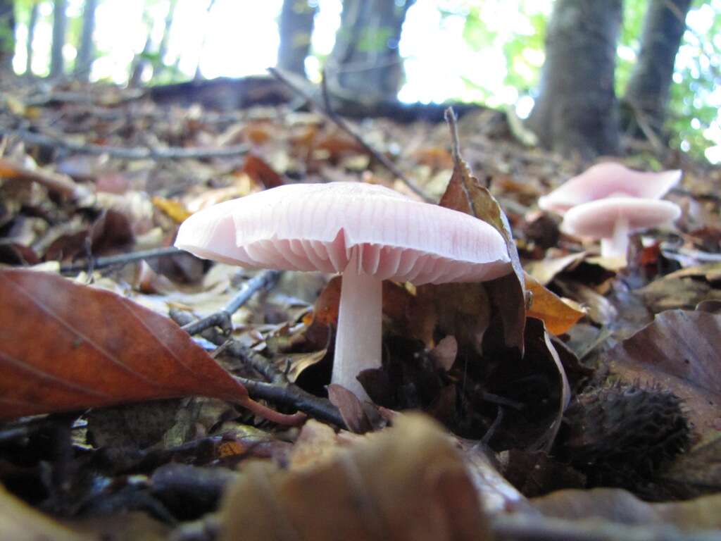 Image of Mycena rosea Gramberg 1912