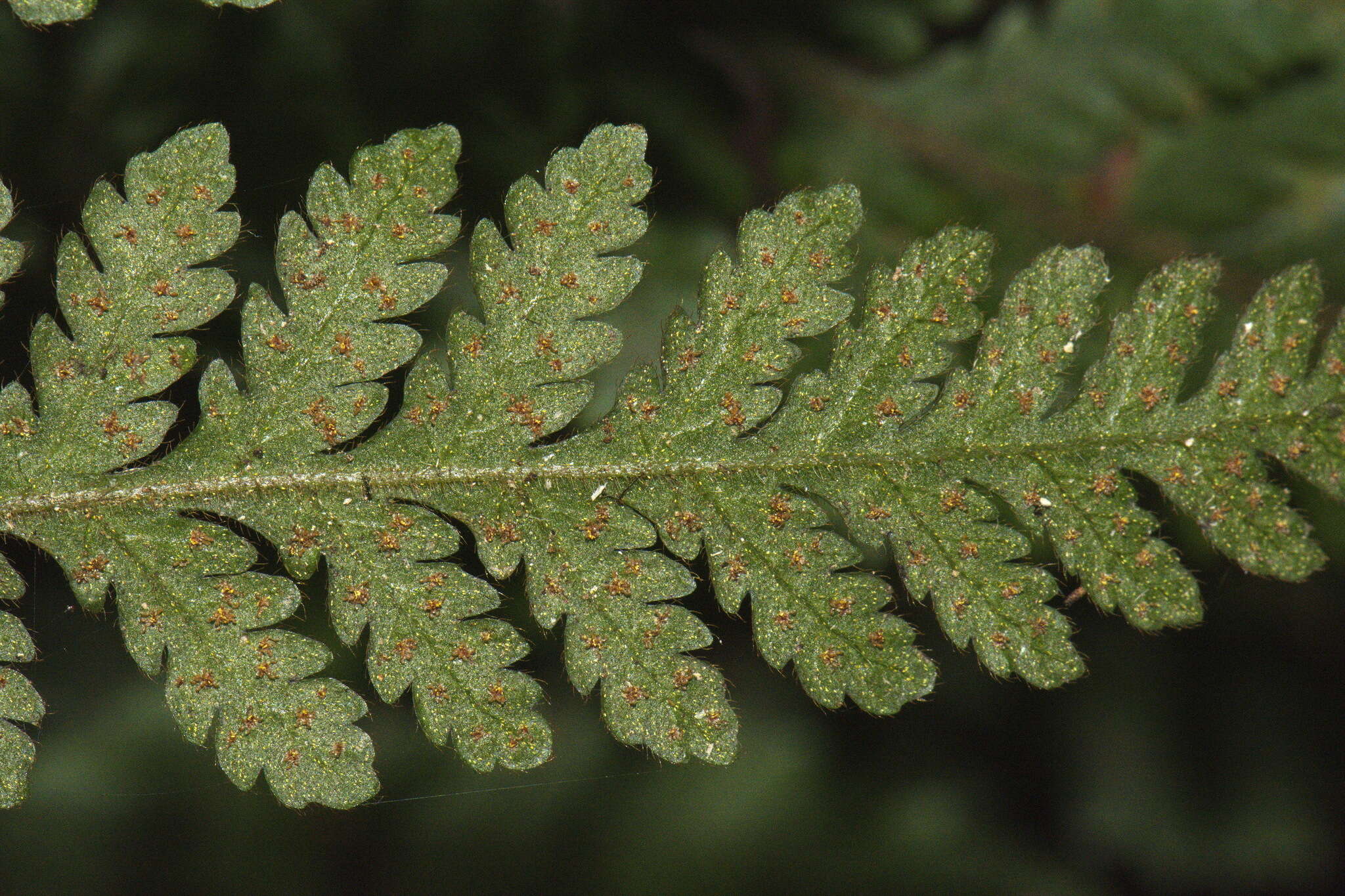 Image of Lastreopsis velutina (A. Rich.) Tindale