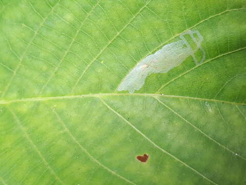 Image of walnut leaf miner