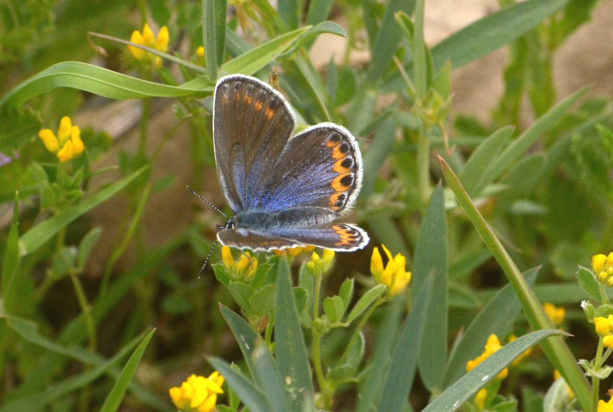 Image of Plebejus argyrognomon (Bergsträsser (1779))