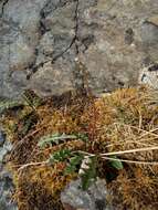 Image of harp dandelion