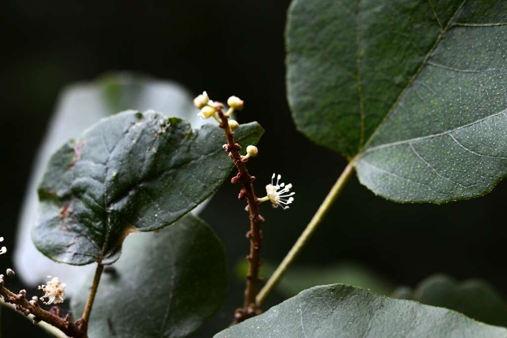 Sivun Croton francoanus Müll. Arg. kuva